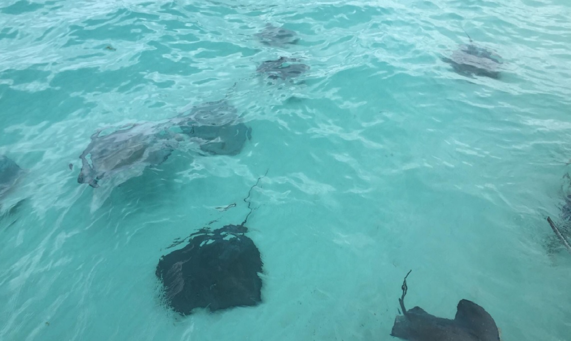 Grand Cayman: Stingray City – Saint Greg's Travels